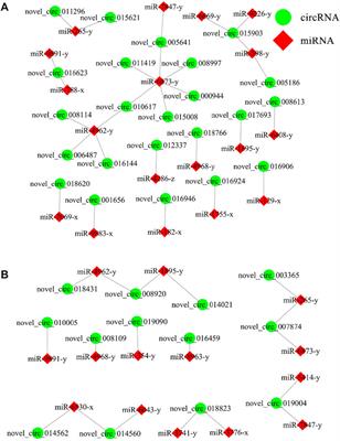 CircRNA-regulated immune responses of asian honey bee workers to microsporidian infection